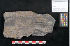 Foto (Objekt + Etikett) von Sigillaria sp.  (NHMW-GEO-2024-0188-11175)